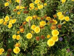 Pulicaria dysenterica Fleabane, Meadow false fleabane Pulicaria dysenterica Fleabane, Meadow false fleabane