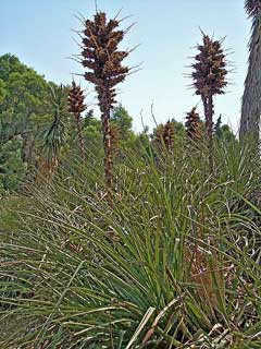 Puya chilensis Puya chilensis