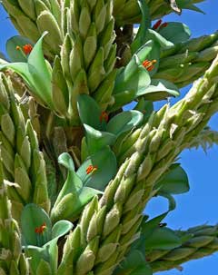 Puya chilensis Puya chilensis