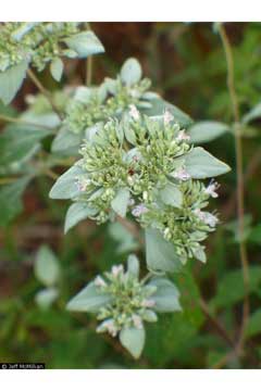 Pycnanthemum albescens Whiteleaf Mountain Mint