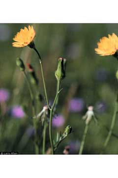 Pyrrhopappus Carolina False Dandelion, Carolina desert-chicory Pyrrhopappus Carolina False Dandelion, Carolina desert-chicory