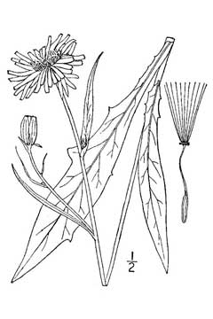 Pyrrhopappus Carolina False Dandelion, Carolina desert-chicory Pyrrhopappus Carolina False Dandelion, Carolina desert-chicory