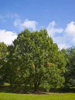 Quercus bicolor Swamp White Oak