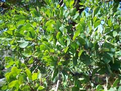 Quercus douglasii Blue Oak