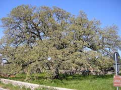 Quercus ithaburensis macrolepis Valonia Oak