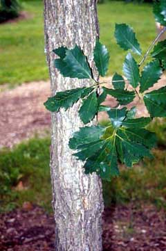 Quercus muehlenbergii Yellow Chestnut Oak, Chinkapin oak