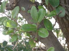 Quercus phillyreoides Black ridge oak,