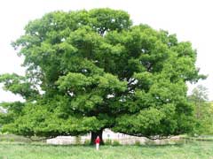 Quercus rubra Red Oak, Northern red oak