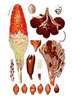 Raphia farinifera Raffia Palm