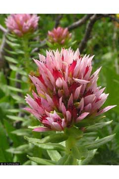 Sedum Queen Sedum Queen