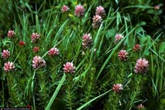 Sedum Queen Sedum Queen