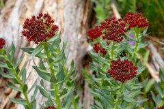 Rhodiola King’s crown Rhodiola King’s crown
