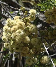Rhus microphylla Desert Sumach, Littleleaf sumac Rhus microphylla Desert Sumach, Littleleaf sumac