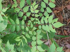 Rhus trichocarpa Rhus trichocarpa