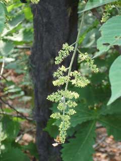 Rhus trichocarpa Rhus trichocarpa