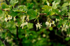 Ribes niveum Slender Branched Gooseberry, Snow currant