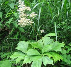 Rodgersia podophylla Rodgersia podophylla