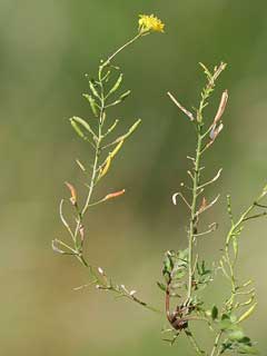 Rorippa palustris Yellow Marsh Cress,  Bog yellowcress, Hispid yellowcress,  Western bog yellowcress