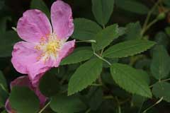Rosa Prickly Rose