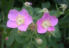 Rosa californica California Wild Rose Rosa californica California Wild Rose