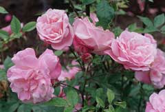 Rosa chinensis China Rose