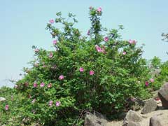 Rosa davurica Amur rose Rosa davurica Amur rose