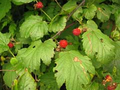 Rubus crataegifolius Korean raspberry