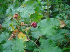 Rubus deliciosus Rocky Mountain Raspberry, Delicious raspberry