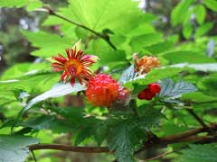 Rubus spectabilis Salmonberry