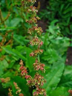 Rumex obtusifolius Round-Leaved Dock, Bitter dock Rumex obtusifolius Round-Leaved Dock, Bitter dock