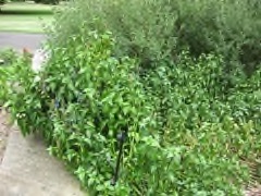 Rungia klossii Mushroom Plant Rungia klossii Mushroom Plant