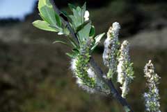 Salix hookeriana Dune Willow