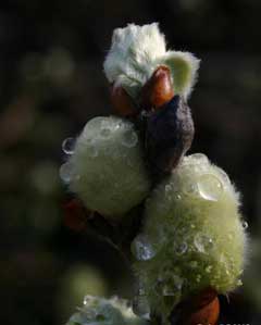 Salix lanata Woolly Willow Salix lanata Woolly Willow