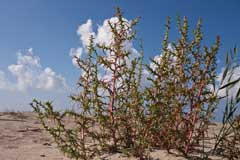 Salsola soda Barilla Plant. Oppositeleaf Russian Thistle Salsola soda Barilla Plant. Oppositeleaf Russian Thistle