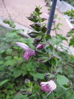 Salvia glabrescens 