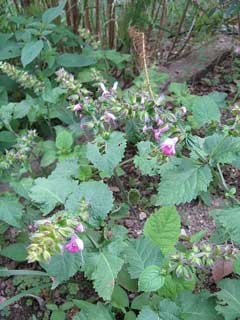 Salvia glabrescens Salvia glabrescens