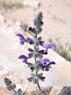 Salvia lanigera Wrinkle-Leaved Sage Salvia lanigera Wrinkle-Leaved Sage
