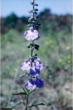Salvia reflexa Mintweed, Lanceleaf sage Salvia reflexa Mintweed, Lanceleaf sage