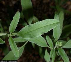 Salvia reflexa Mintweed, Lanceleaf sage Salvia reflexa Mintweed, Lanceleaf sage