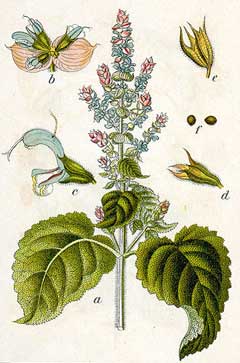 Salvia sclarea Clary, Europe sage, Clary Sage Salvia sclarea Clary, Europe sage, Clary Sage