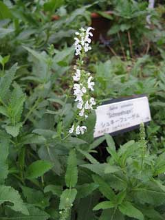 Salvia sylvestris Balkan Clary, Woodland sage Salvia sylvestris Balkan Clary, Woodland sage