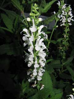Salvia sylvestris Balkan Clary, Woodland sage Salvia sylvestris Balkan Clary, Woodland sage