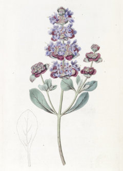 Salvia dorrii Purple Sage Salvia dorrii Purple Sage