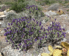 Salvia dorrii Purple Sage Salvia dorrii Purple Sage