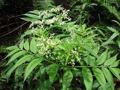 Sambucus gaudichaudiana White Elderberry