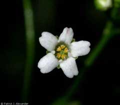 Samolus valerandi parviflorus Thin-Leaf Brookweed, seaside brookweed Samolus valerandi parviflorus Thin-Leaf Brookweed, seaside brookweed