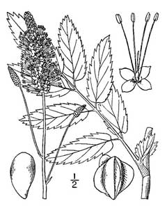 Sanguisorba canadensis American Great Burnet, Canadian burnet Sanguisorba canadensis American Great Burnet, Canadian burnet