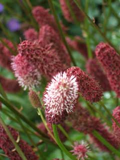 Sanguisorba menziesii Menzies Sanguisorba menziesii Menzies