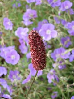 Sanguisorba menziesii Menzies Sanguisorba menziesii Menzies