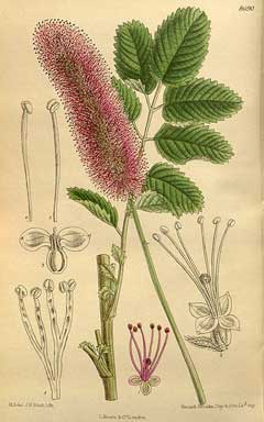 Sanguisorba obtusa Japanese burnet Sanguisorba obtusa Japanese burnet